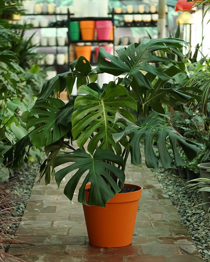 گیاهان آپارتمانی که به نور زیاد نیاز دارند