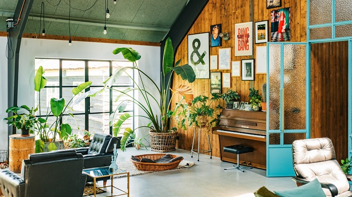 گیاهان آپارتمانی که به نور زیاد نیاز دارند