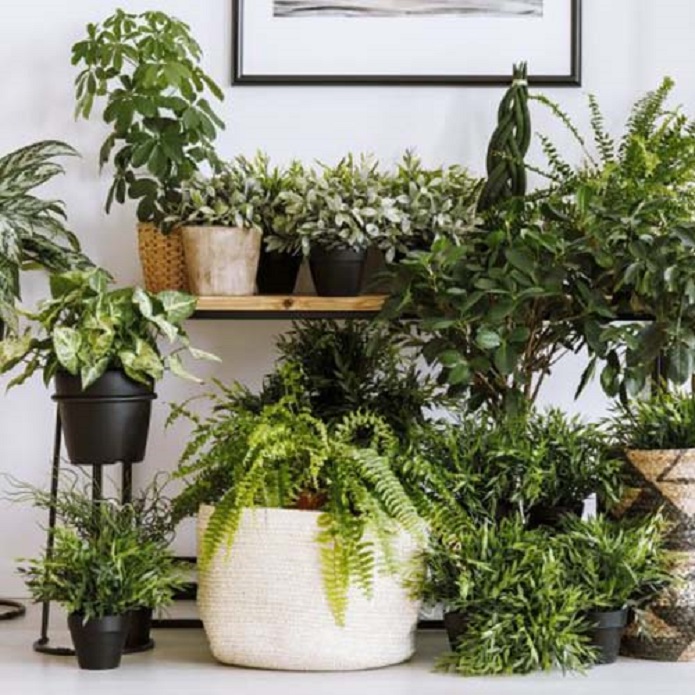 گیاهان آپارتمانی که به نور زیاد نیاز دارند