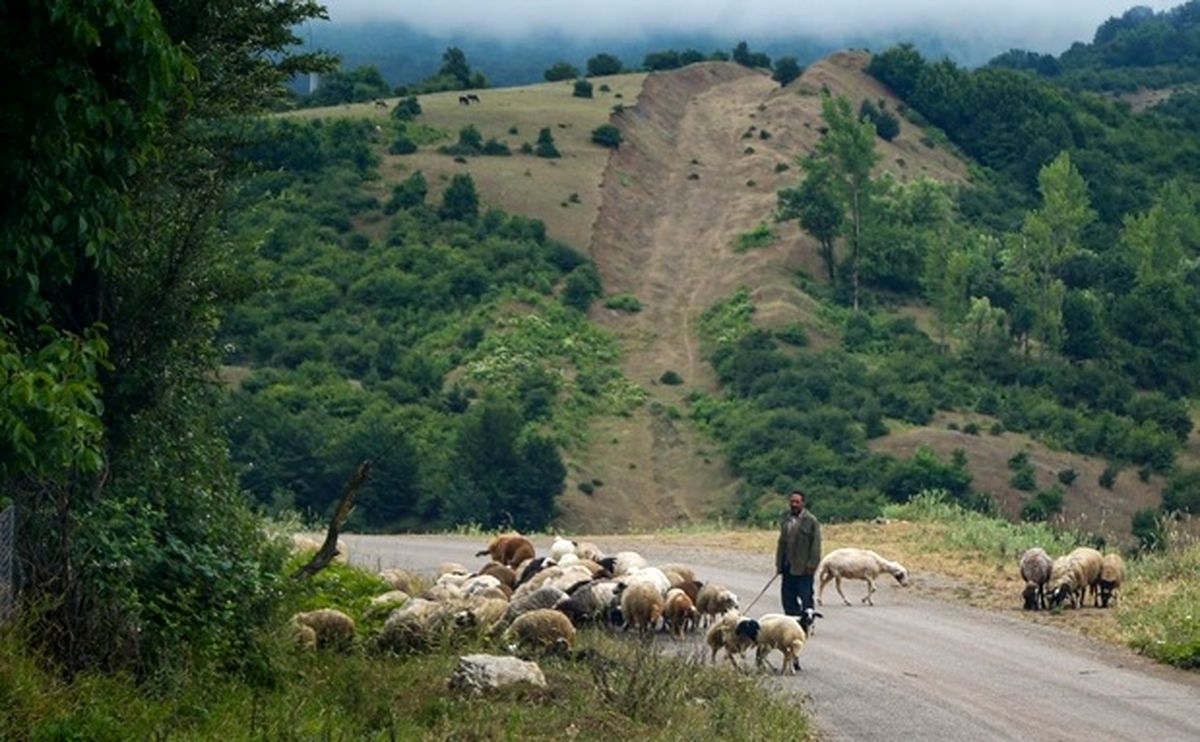 معرفی روستای داماش، زیستگاه گل سوسن چلچراغ معرفی روستای داماش، زیستگاه گل سوسن چلچراغ