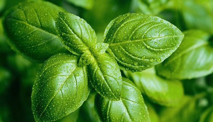 در مورد گیاهان ضدپشه چه میدانید؟ در مورد گیاهان ضدپشه چه میدانید؟