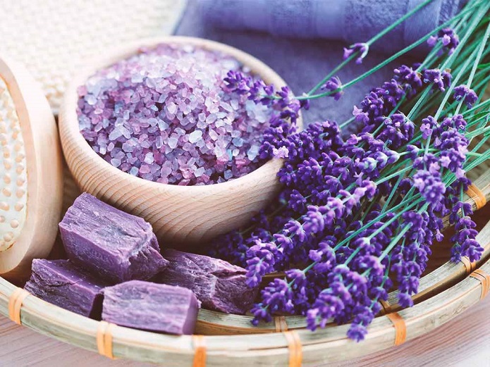 در مورد گیاهان ضدپشه چه میدانید؟ در مورد گیاهان ضدپشه چه میدانید؟