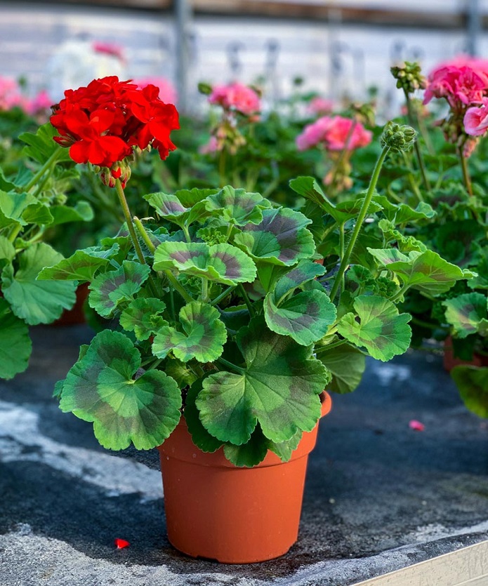 در مورد گیاهان ضدپشه چه میدانید؟ در مورد گیاهان ضدپشه چه میدانید؟