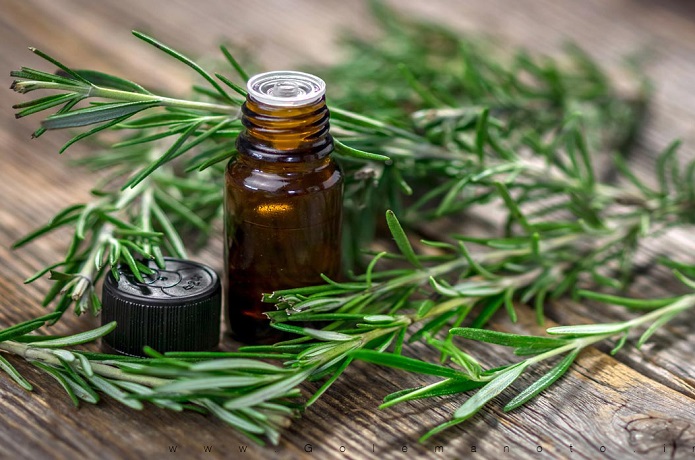 در مورد گیاهان ضدپشه چه میدانید؟ در مورد گیاهان ضدپشه چه میدانید؟