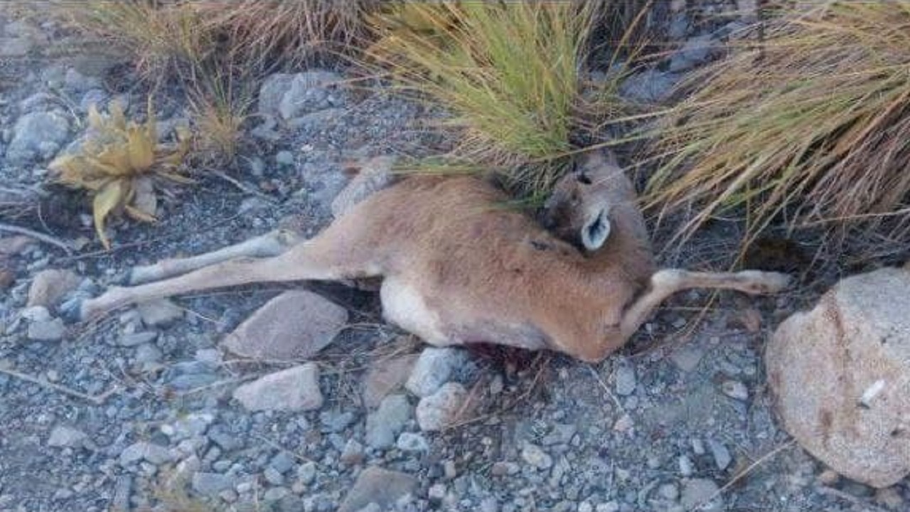 نابودی حیات وحش نابودی حیات وحش