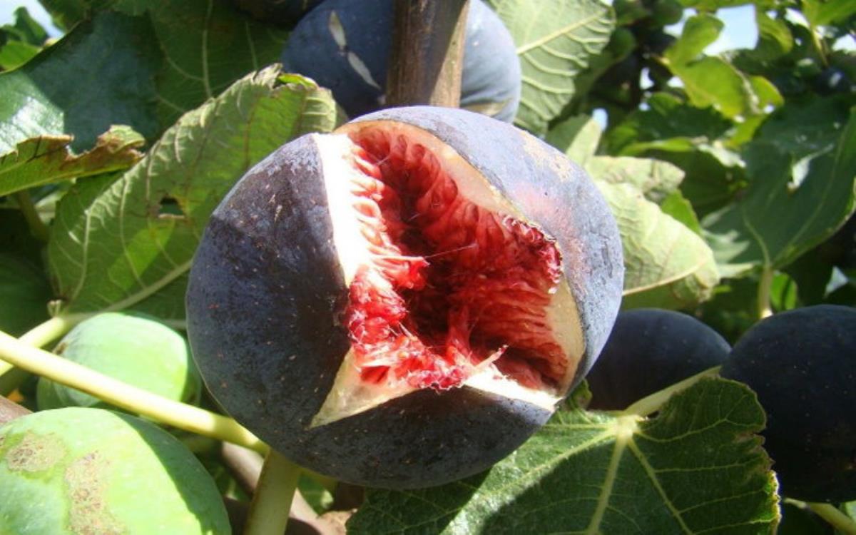 خواص و مضرات انجیر