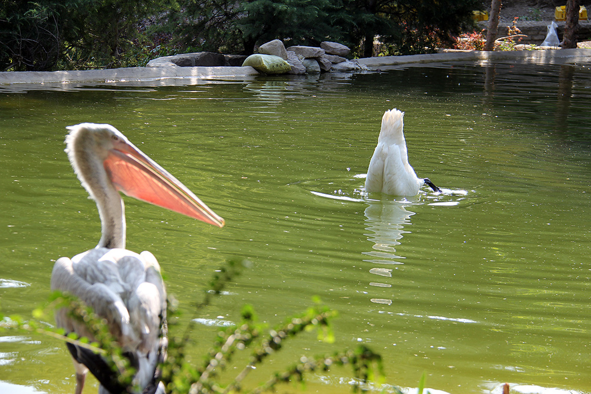 معرفی باغ پرندگان معرفی باغ پرندگان