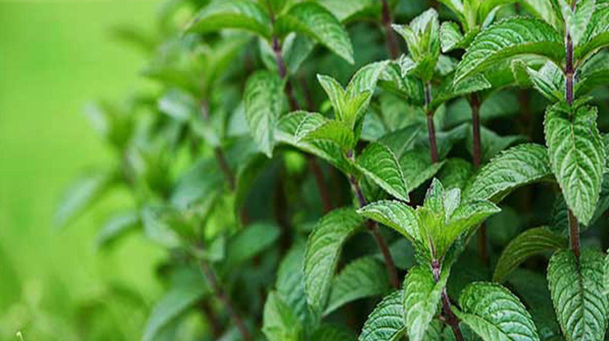 چه خوراکی های خاصیت ضد درد دارند؟ چه خوراکی های خاصیت ضد درد دارند؟