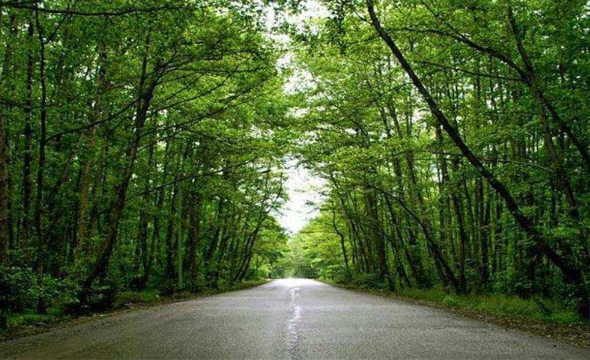 جاذبههای گردشگری جنگل و دریا گیسوم جاذبههای گردشگری جنگل و دریا گیسوم
