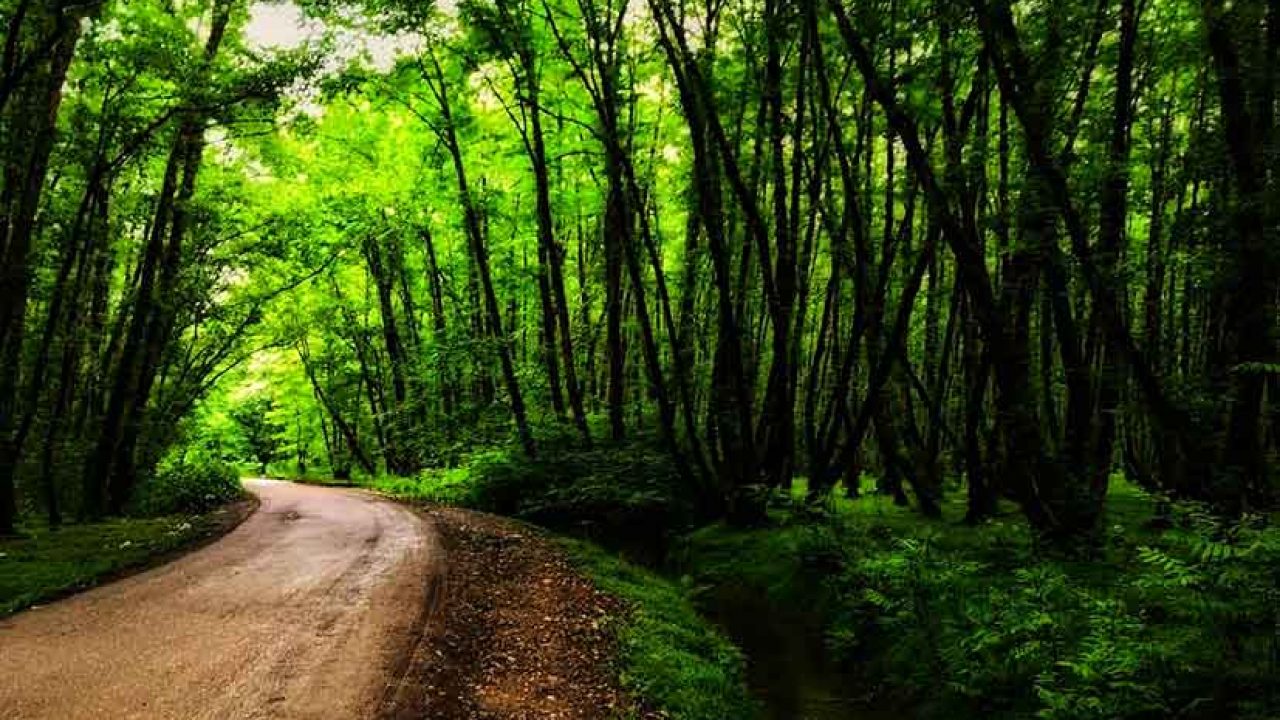 جاذبههای گردشگری جنگل و دریا گیسوم جاذبههای گردشگری جنگل و دریا گیسوم