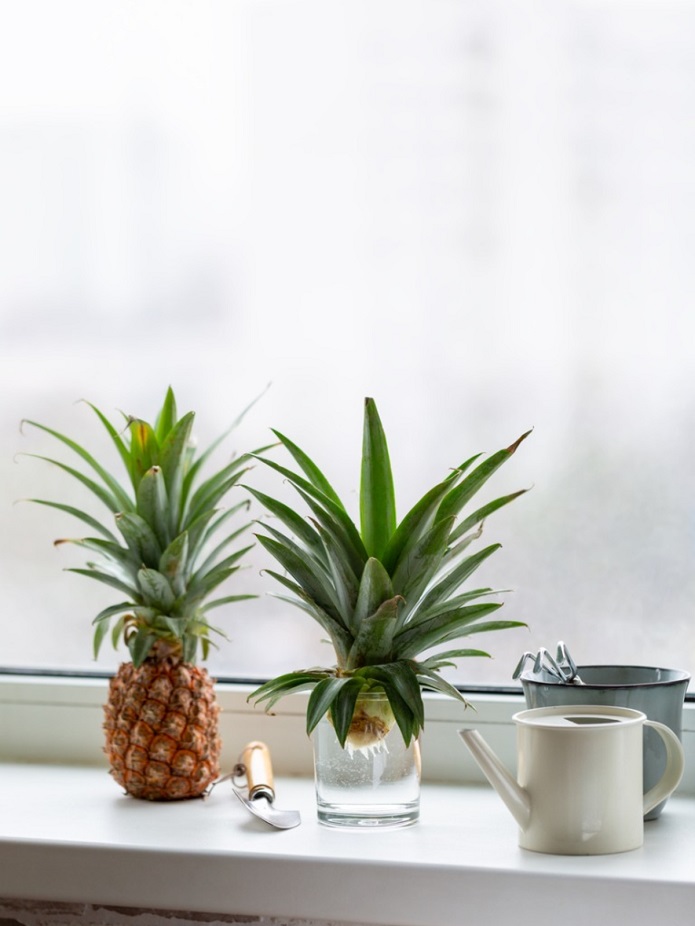 پرورش آناناس در خانه