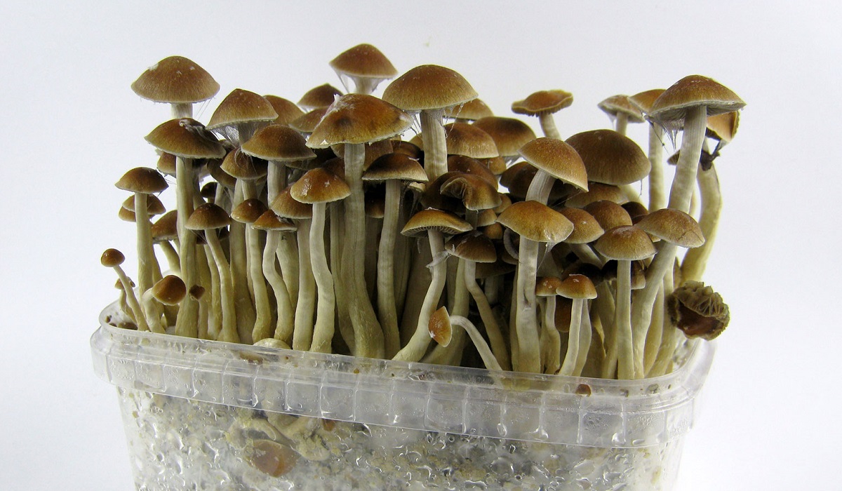 انواع مواد مخدر موجود در ایران و عوارض خطرناک آن