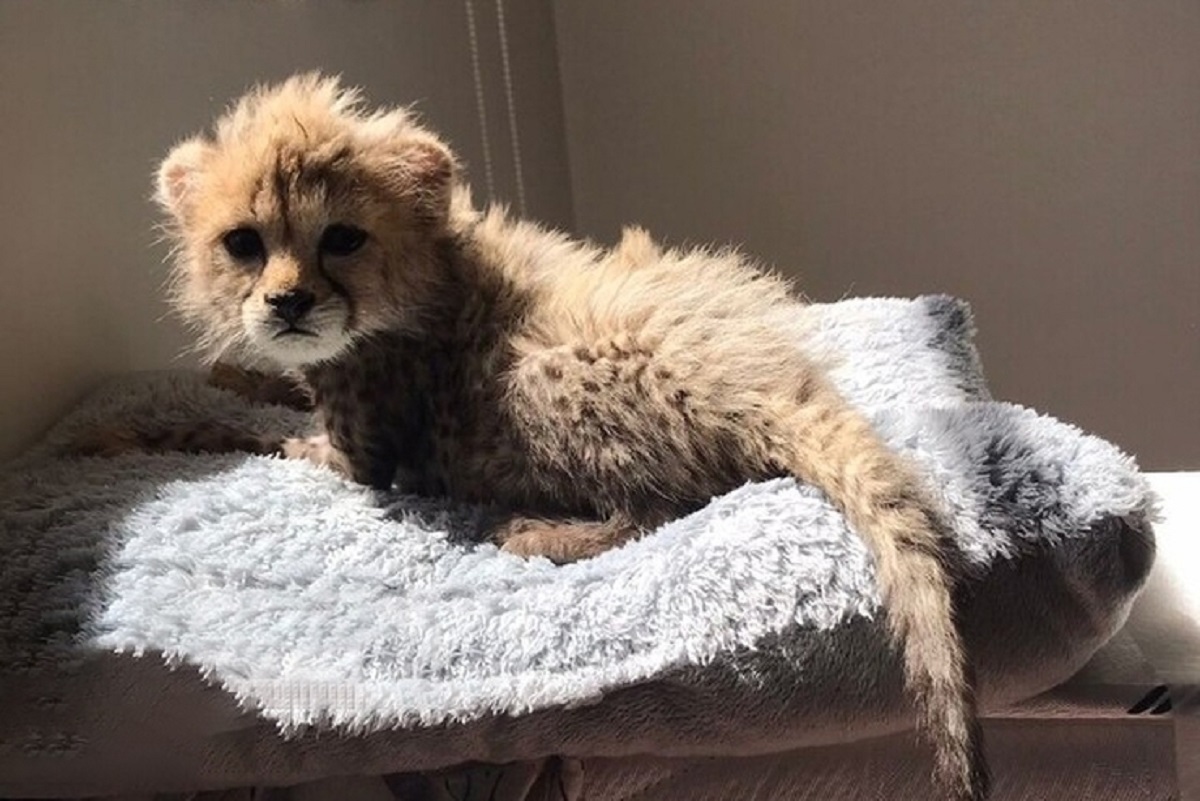 پیروز یوز پلنگ ایرانی