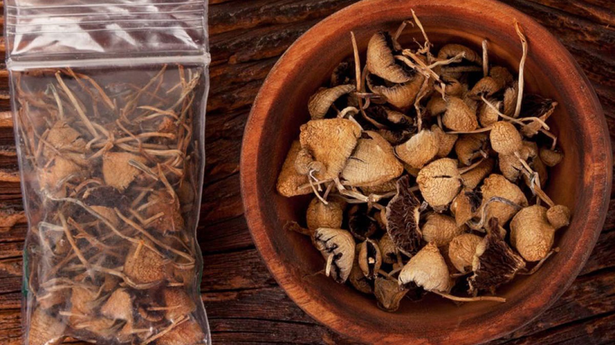 بلایی به نام مواد مخدری به نام ماشروم