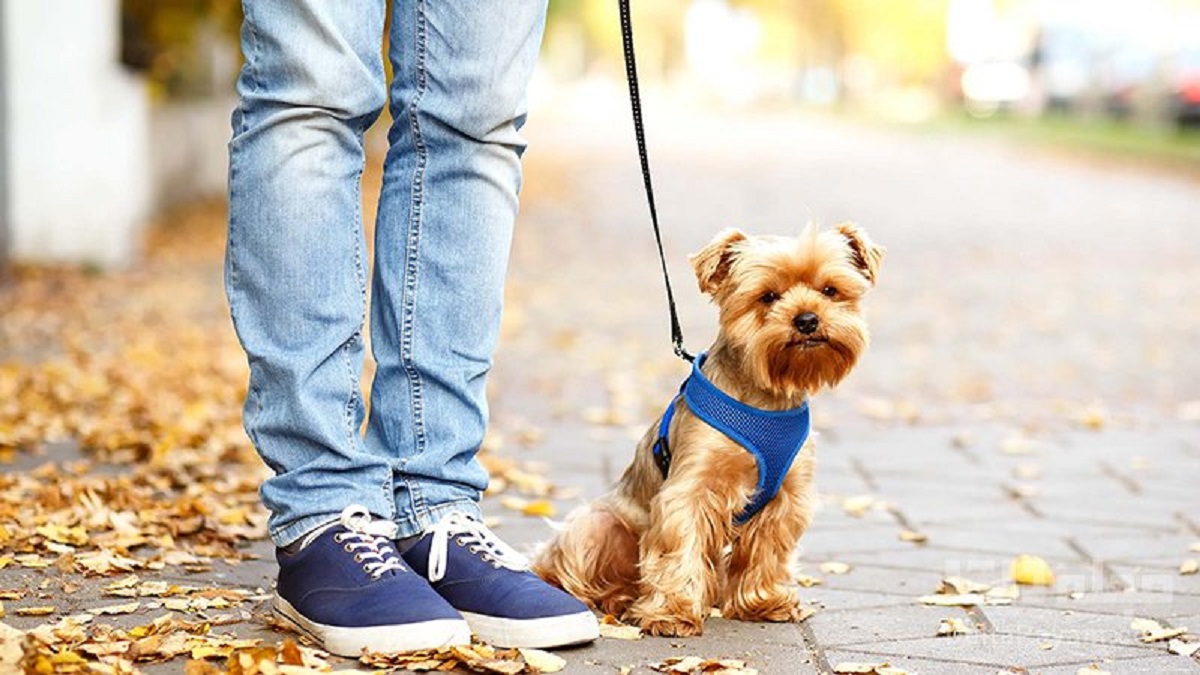 جرمی تازه با نام سگگردانی جرمی تازه با نام سگگردانی