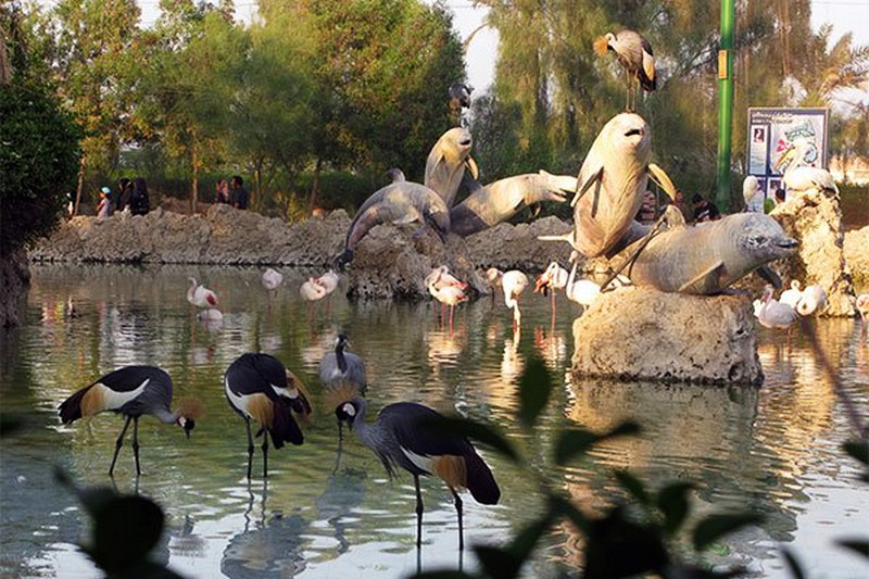 معرفی پارک دلفینهای جزیره کیش معرفی پارک دلفینهای جزیره کیش