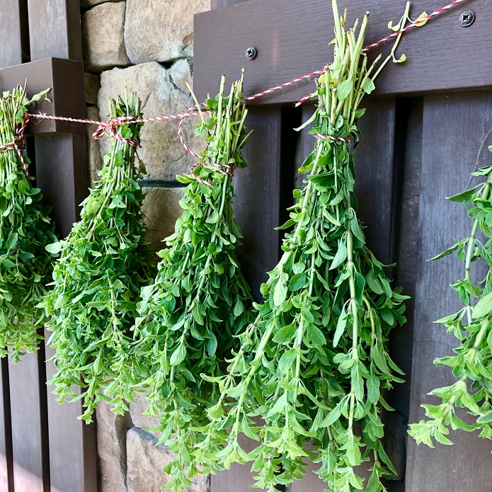 ترفندهایی برای خشککردن نعناع ترفندهایی برای خشککردن نعناع