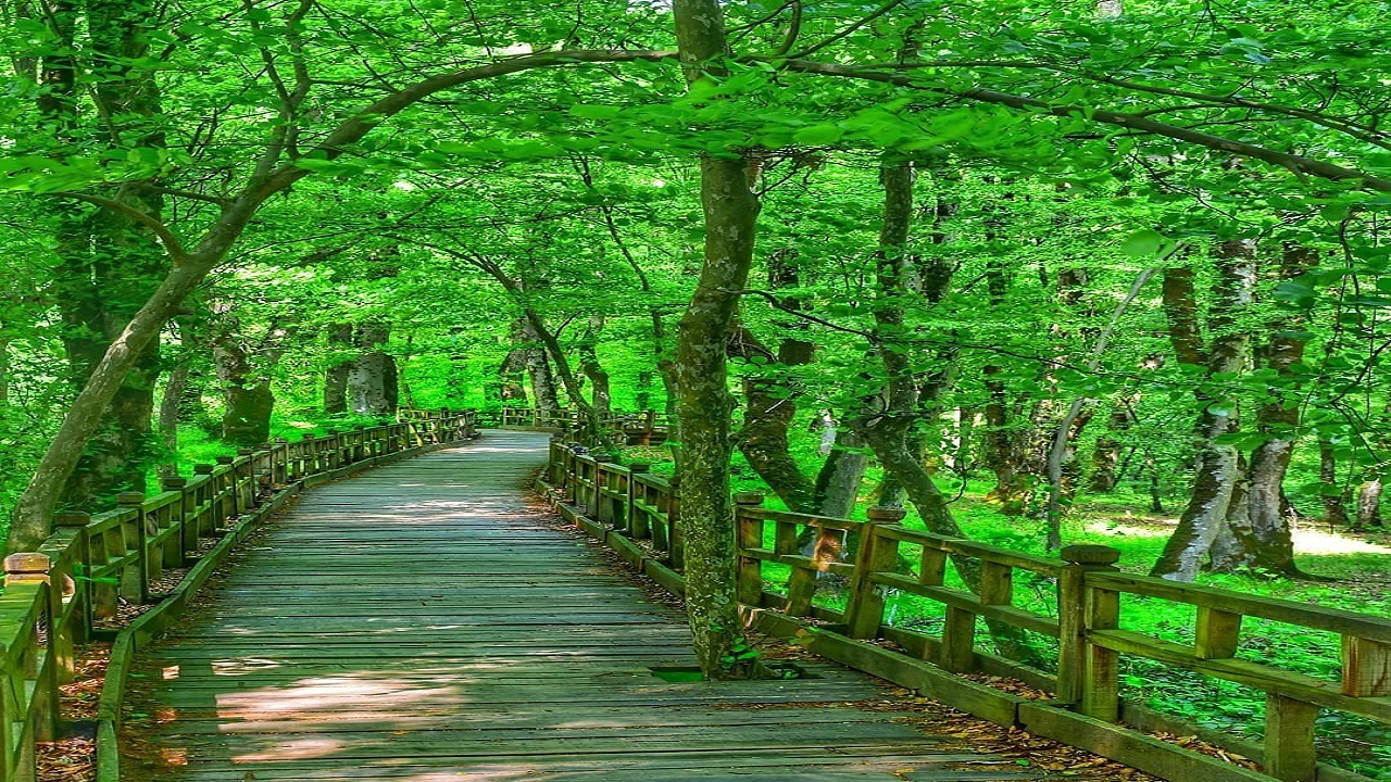 جنگل النگدره گرگان جنگل النگدره گرگان