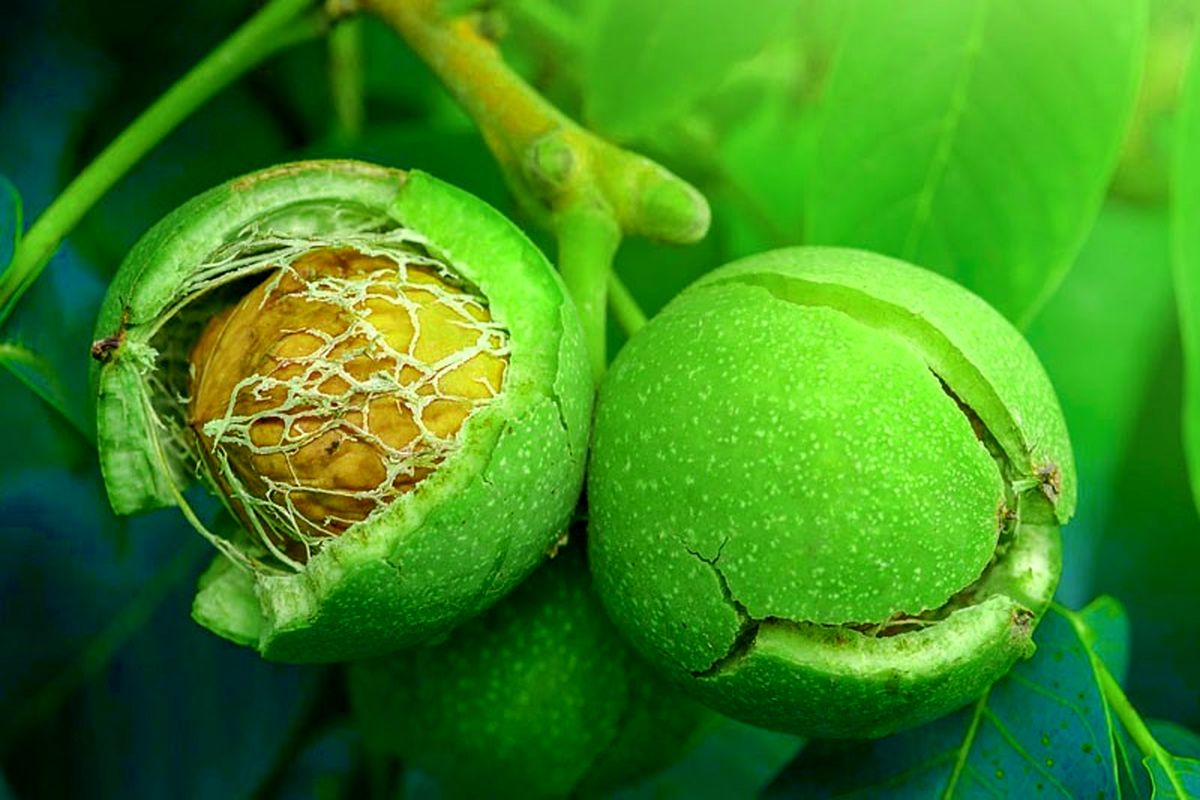 گردو و ترکیبات بی نظیر آن