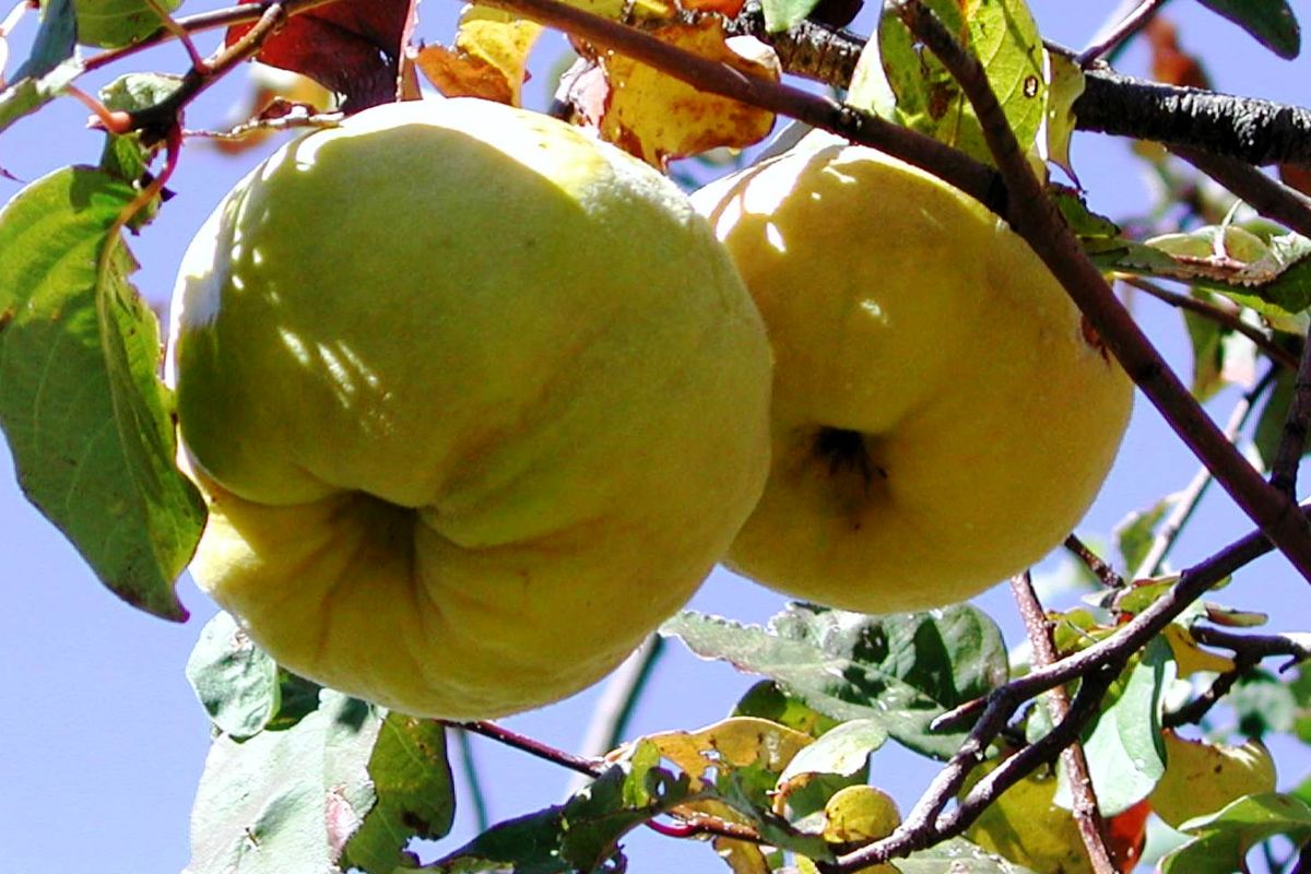 خواص میوههای پاییزی خواص میوههای پاییزی