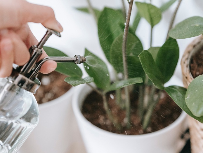 از بین بردن پشه گلدان خانگی با این راهکارها از بین بردن پشه گلدان خانگی با این راهکارها