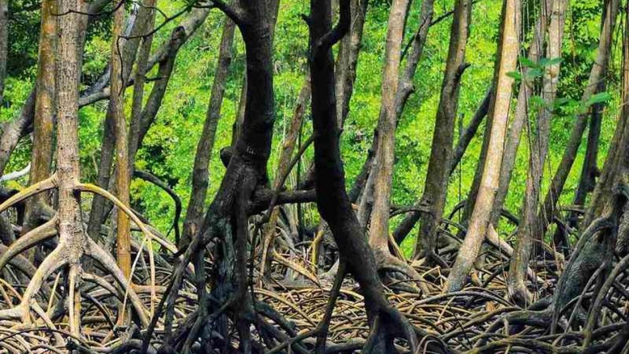 معرفی جاذبههای گردشگری جنگل حرا چابهار معرفی جاذبههای گردشگری جنگل حرا چابهار