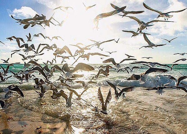 وضعیت نابهسامان تالابهای ایران تالاب