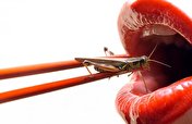 چندش‌ آورترین غذا‌های دنیا ؛ از خوراک جنین تا رتیل و ملخ!