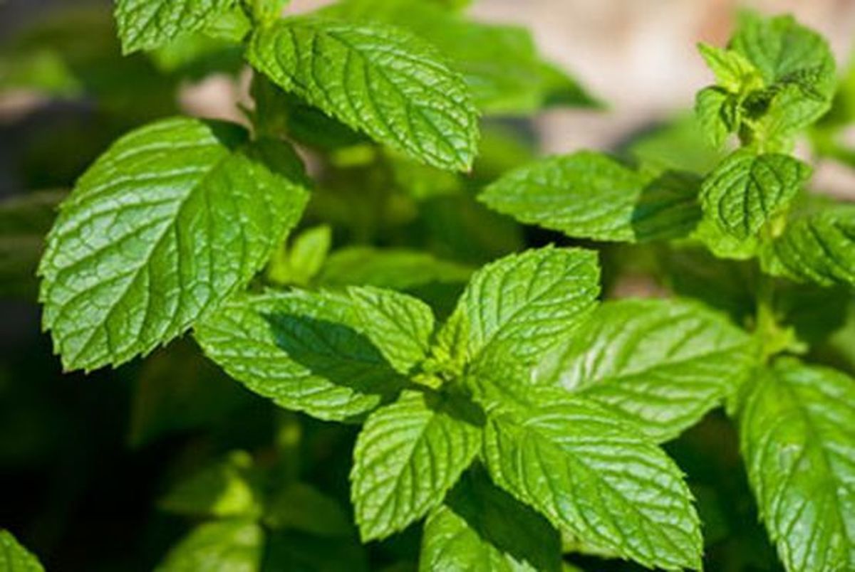 نعناع را در برنامه غذایی خود فراموش نکنید
