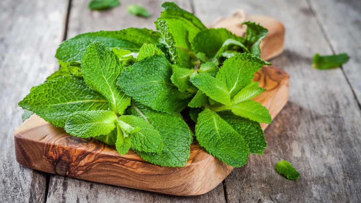 نعناع را در برنامه غذایی خود فراموش نکنید