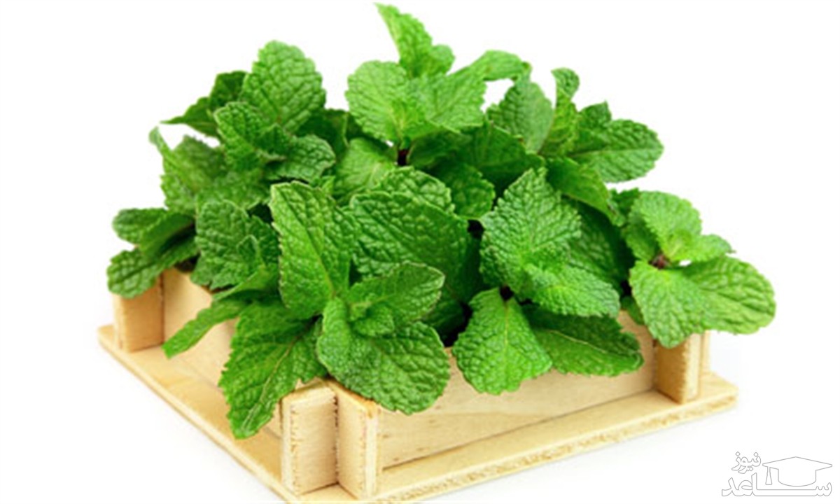 نعناع را در برنامه غذایی خود فراموش نکنید
