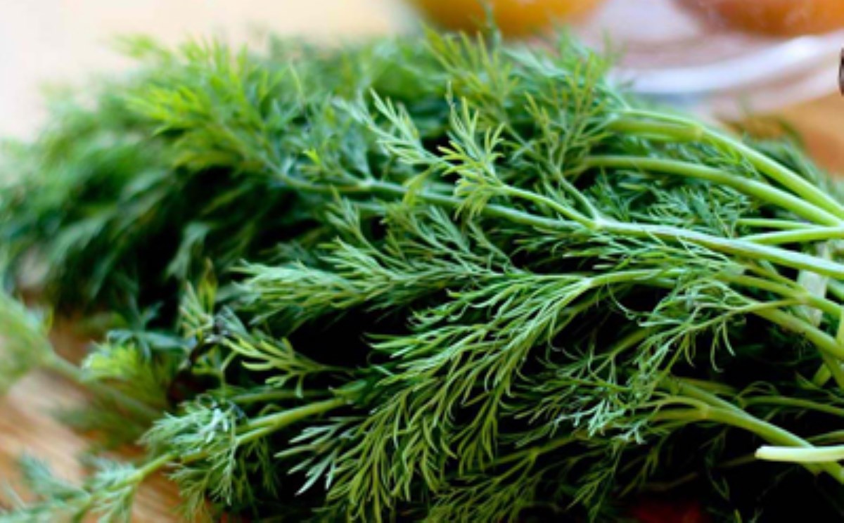 شوید، گیاهی هم کالری و پرخاصیت