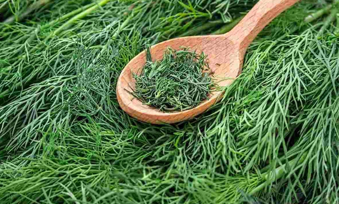 شوید، گیاهی هم کالری و پرخاصیت