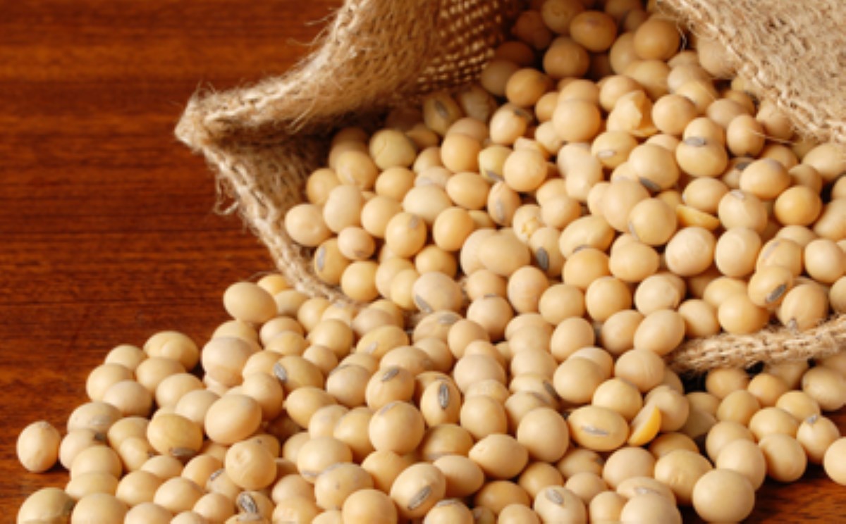 سویا، پروتئین ویژه گیاه خواران