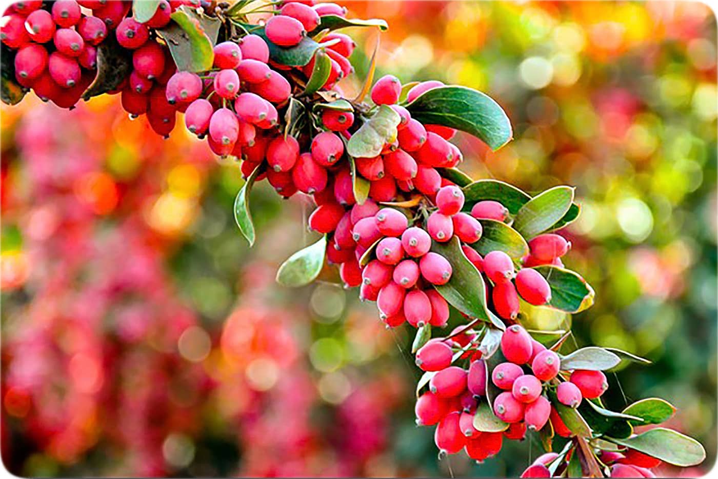 زرشک و تاثیر آن در سم زدایی از بدن زرشک و تاثیر آن در سم زدایی از بدن