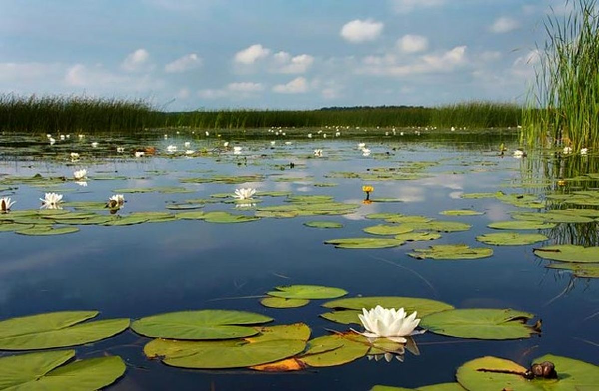 معرفی سراب نیلوفر