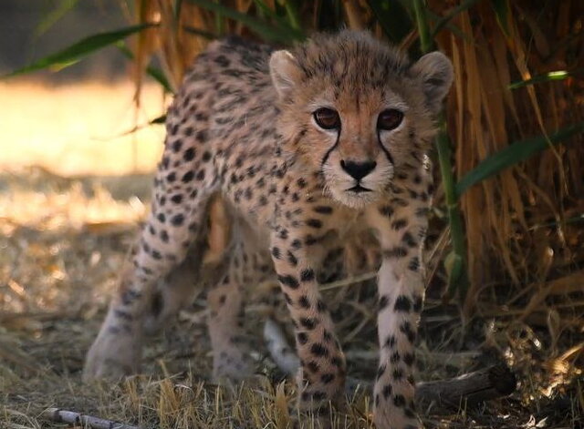 باز وحشیسازی«پیروز» ناممکن است پیروز یوز ایرانی