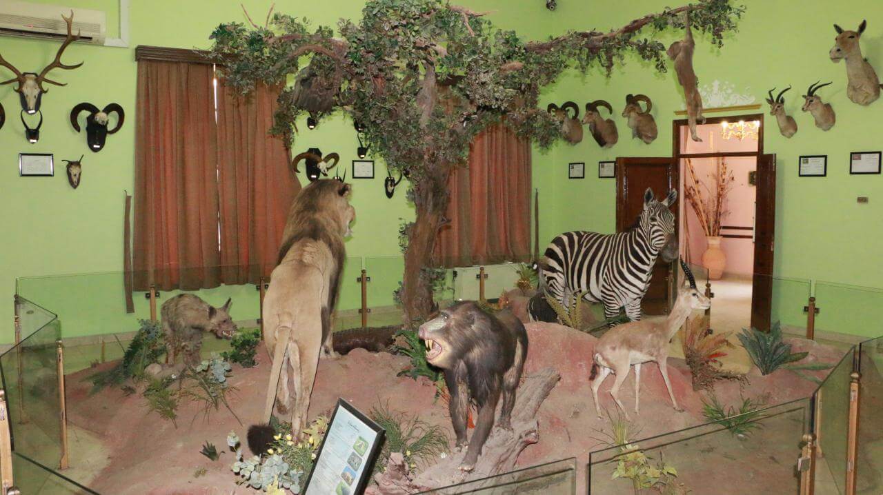 معرفی جاذبههای موزه آثار طبیعی و حیات وحش معرفی جاذبههای موزه آثار طبیعی و حیات وحش