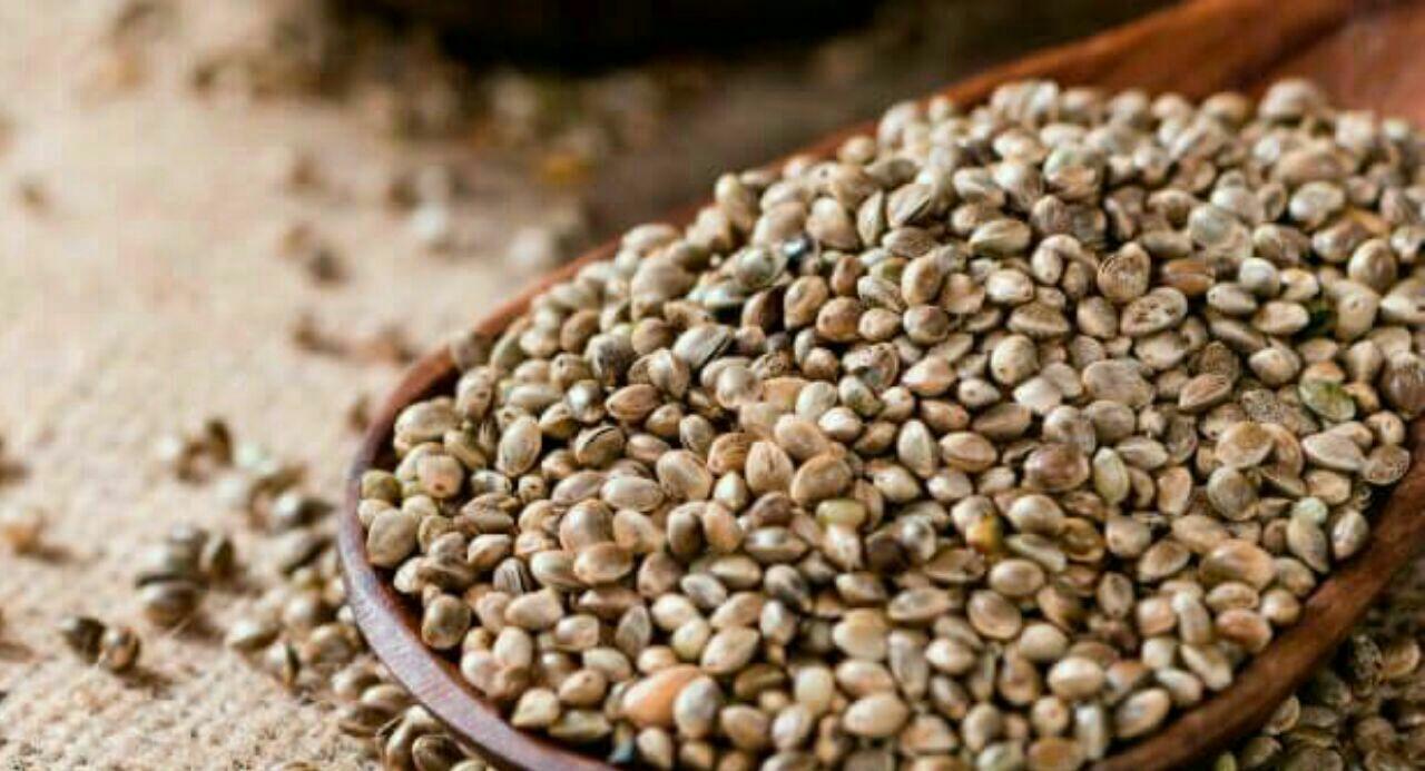 خواص و فواید شاهدانه را بشناسید خواص و فواید شاهدانه را بشناسید