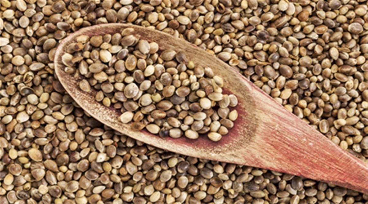 خواص و فواید شاهدانه را بشناسید خواص و فواید شاهدانه را بشناسید