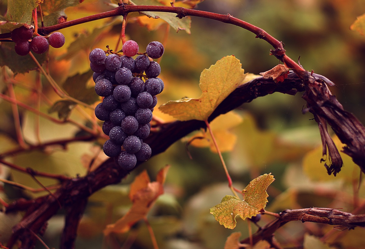 با خواص میوههای پاییزی آشنا شوید با خواص میوههای پاییزی آشنا شوید