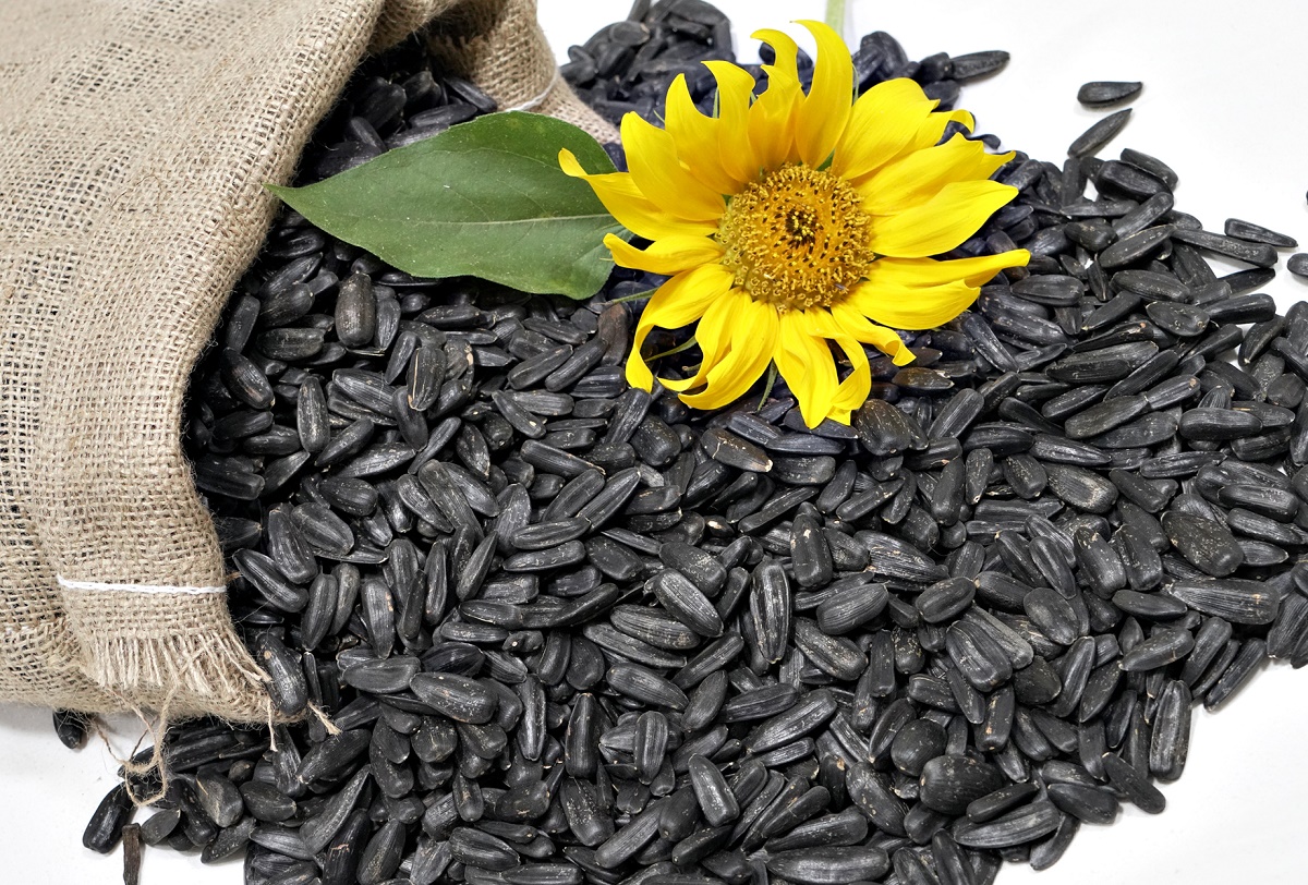 همچیز درباره تخمه آفتاب گردان