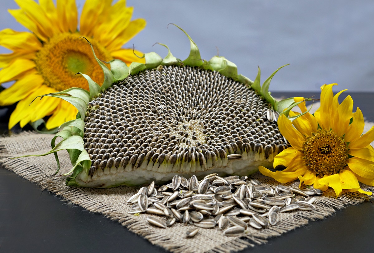 همچیز درباره تخمه آفتاب گردان