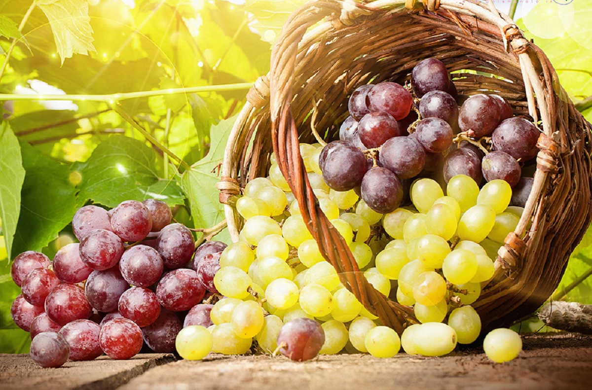 همه خواص انگور ؛ از غوره تا کشمش همه خواص انگور ؛ از غوره تا کشمش