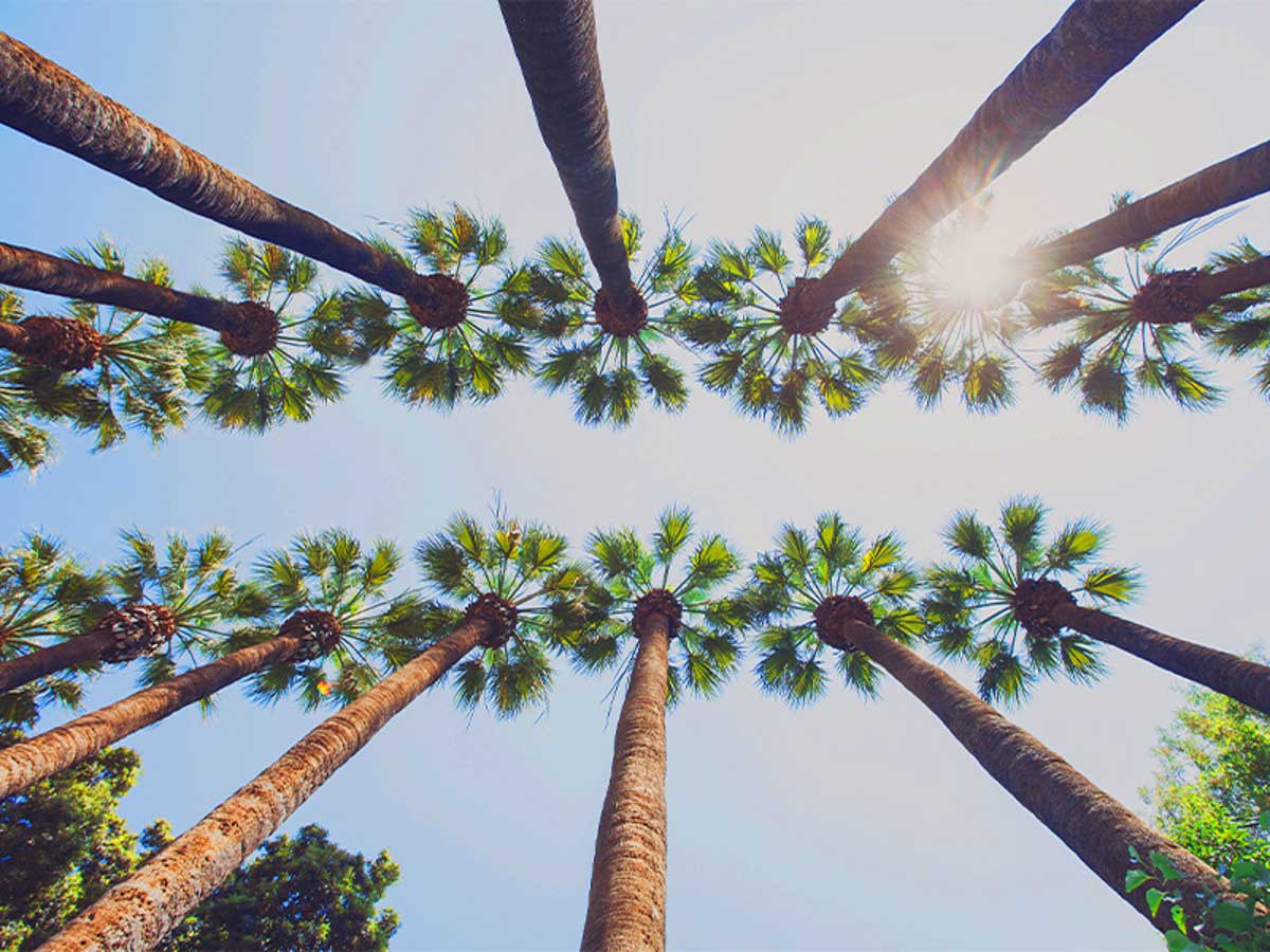 جاذبه های گردشگری جهرم