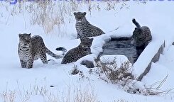 فیلم کم‌نظیر از چهار پلنگ در زمستان در پارک ملی سمنان