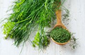 خواص شوید، گیاهی کم کالری و پرخاصیت
