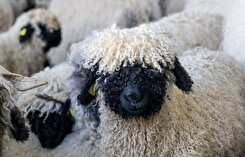 فیلم/دیدار احساسی یک زن با گوسفندانش پس از آتش‌سوزی‌های کالیفرنیا