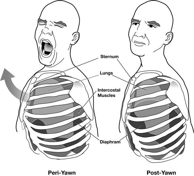 علت خمیازه در انسان چیست؟ علت خمیازه در انسان چیست؟