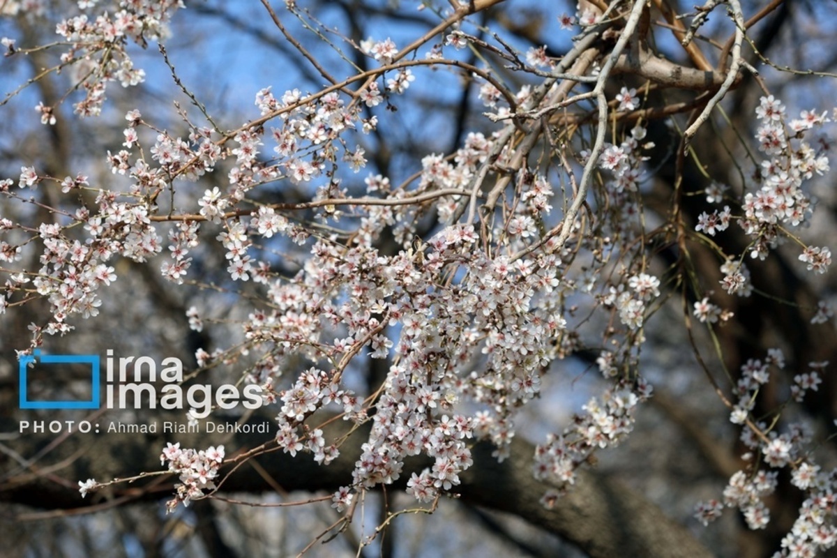 شکوفههای زیبای بهاری در چهارمحال و بختیاری شکوفههای زیبای بهاری در چهارمحال و بختیاری